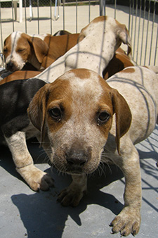 Puppies in a cage